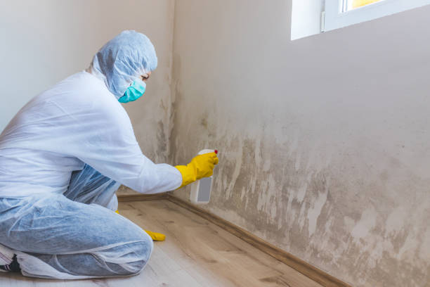 Licensed Mold Removal service in Annandale, VA - WQB Mold Removal